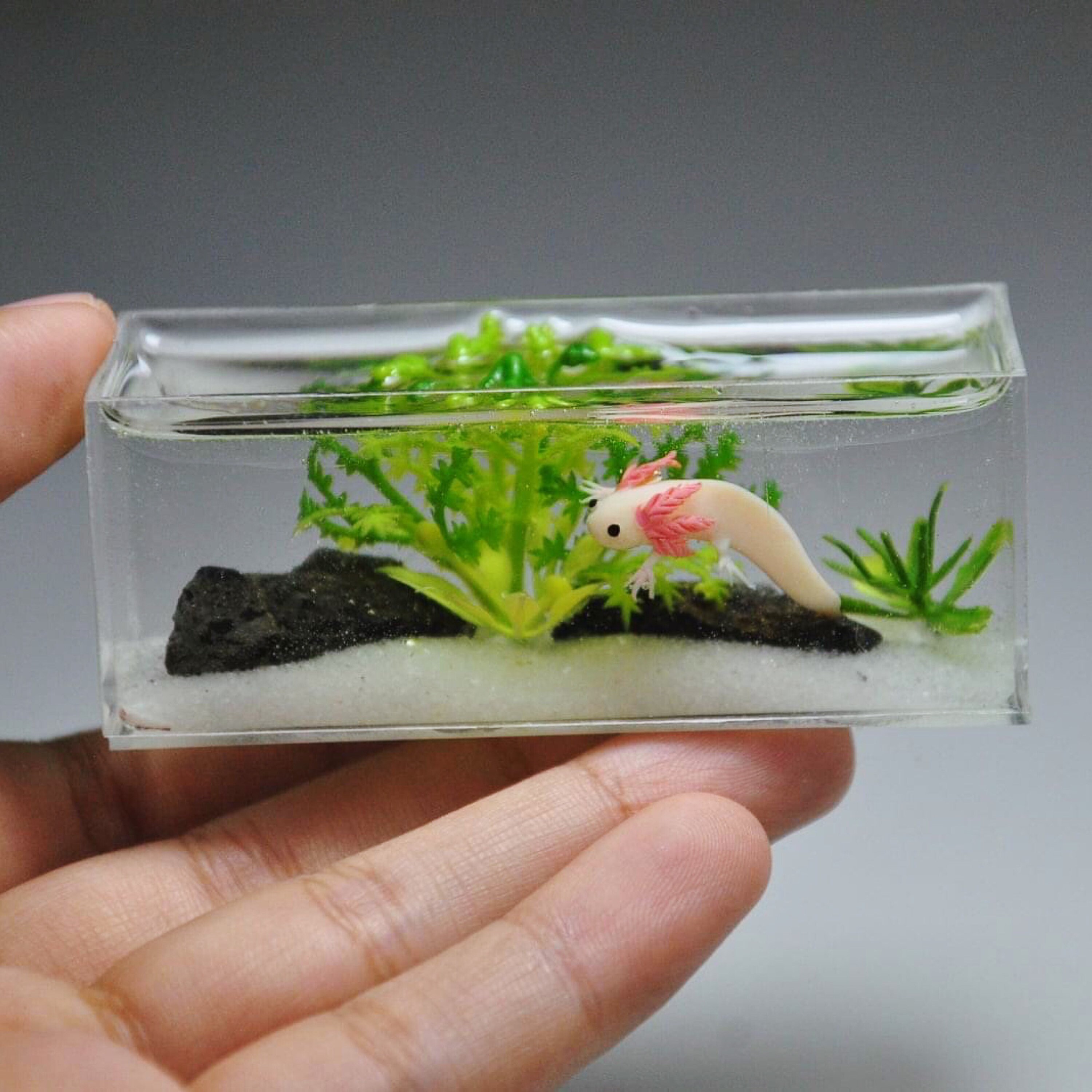 Miniature Axolotl in the tank Etsy