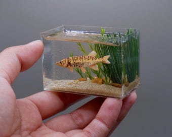 Peces de hierba miniatura en el tanque