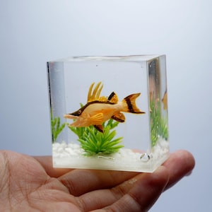 Op de afbeelding: Een kleine, doorzichtige kubus gevuld met water, witte kiezelsteentjes en een kleine, oranje en zwarte vis met een lange, dunne snuit. De vis wordt omringd door groene plastic planten.