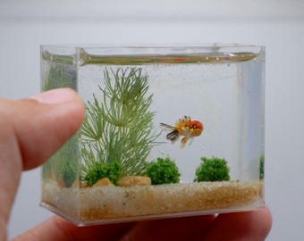 Miniature  goldfish in the tank