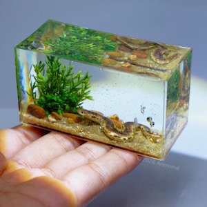 Op de afbeelding: Een helder harsblok met een miniatuur diorama van een slang, zand, stenen en groen. De slang is bruin en bruin. Het diorama wordt in een hand gehouden. De tekst "© 2026 Animomal" is zichtbaar.