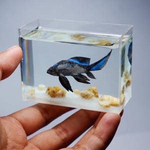 May include: A clear, rectangular resin block containing a detailed miniature fish. The fish is black and blue, with fins and tail extended. The block has a white base with small, tan rocks, creating a miniature aquarium effect. The fish is approximately 7.6 cm long.