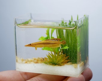 Miniature replica peacock eel in the tank