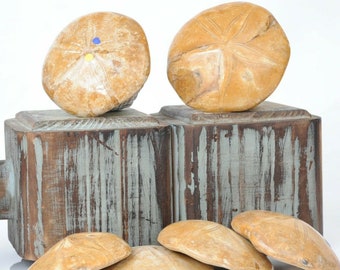 May include: Five sand dollar shells, some with a blue and yellow center, are displayed on top of two wooden boxes with a distressed blue and brown paint finish.