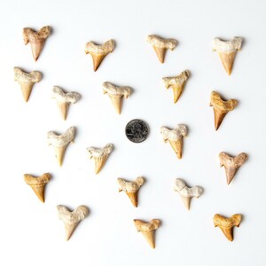 May include: A collection of 19 fossilized shark teeth on a white background. The teeth are various sizes and shapes, with some being more pointed than others. A US quarter is included for scale.