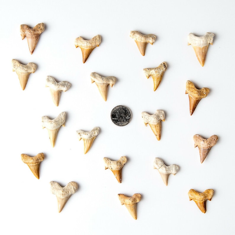 May include: A collection of 19 fossilized shark teeth on a white background. The teeth are various sizes and shapes, with some being more pointed than others. A US quarter is included for scale.