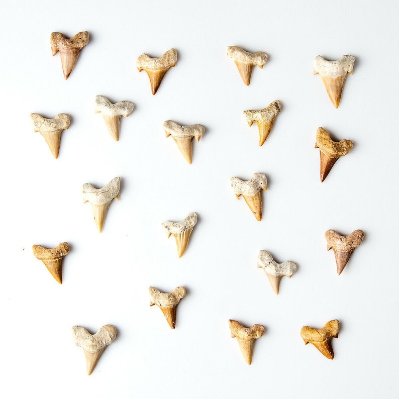 May include: A collection of 18 fossilized shark teeth, ranging in size and shape, displayed on a white background.