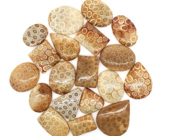 Natural Fossil Coral Cabochon Gemstone, Free Drilling Stone