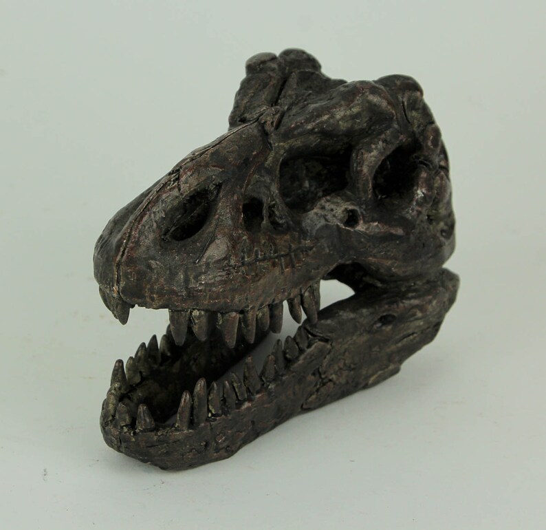 t rex head fossil