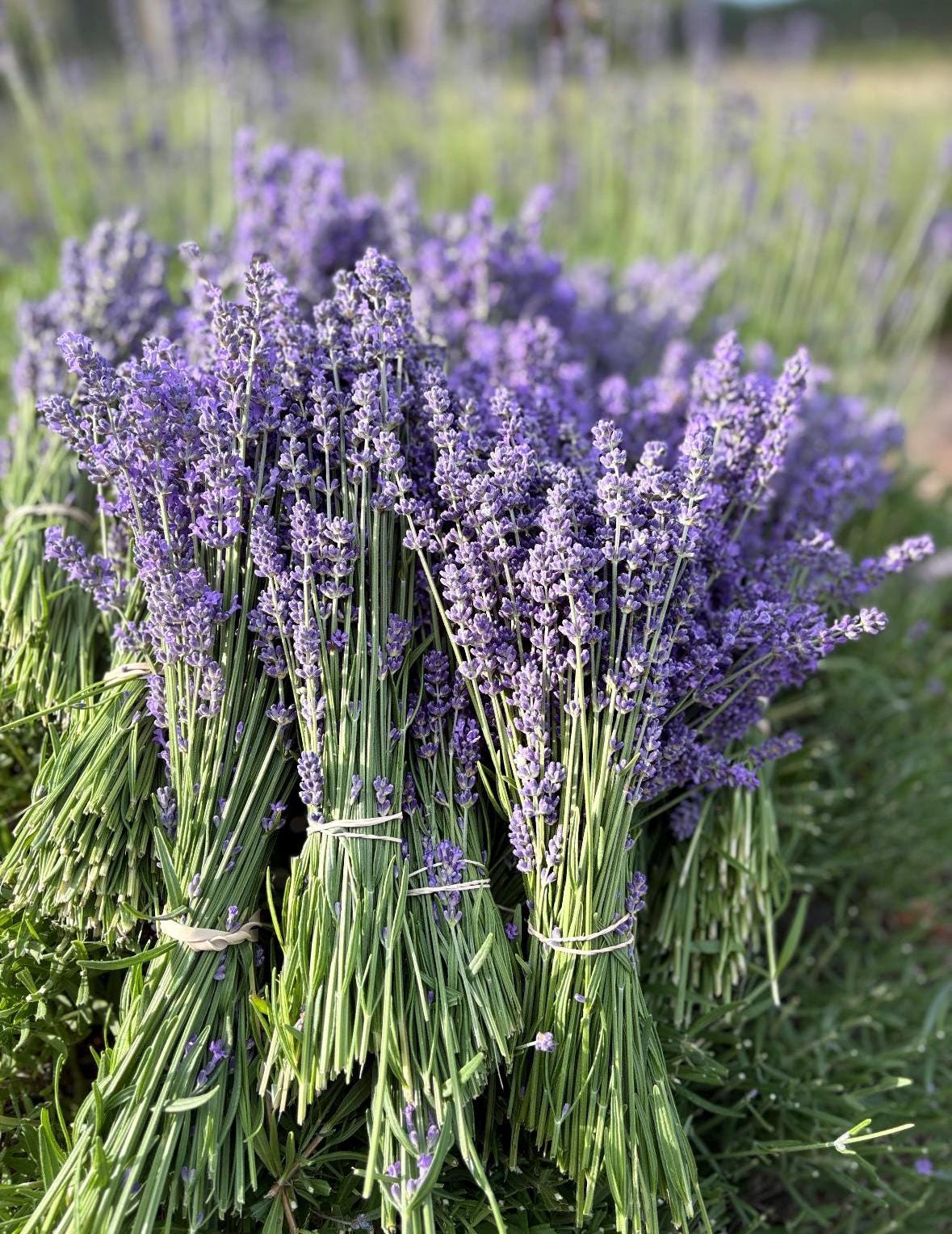 fresh lavender | oregon-grown lavender bundles