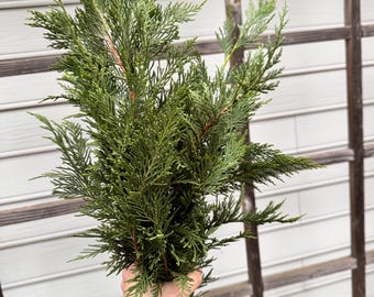 cypress foliage | winter evergreen for home decor or crafts |