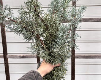 winter evergreen foliage | for home decor or crafts | 5 stem bunches