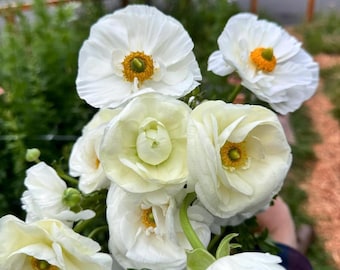 ranunculus corms | bags of 10 | variety of colors |grow your own beautiful garden flowers