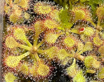 30+ Sundew DROSERA Capillaris Teardrop Sundew Seeds Mix - FRESH Harvest May 2025 (Open Pollinated) - Carnivorous Plants Seeds 30+ per Pack