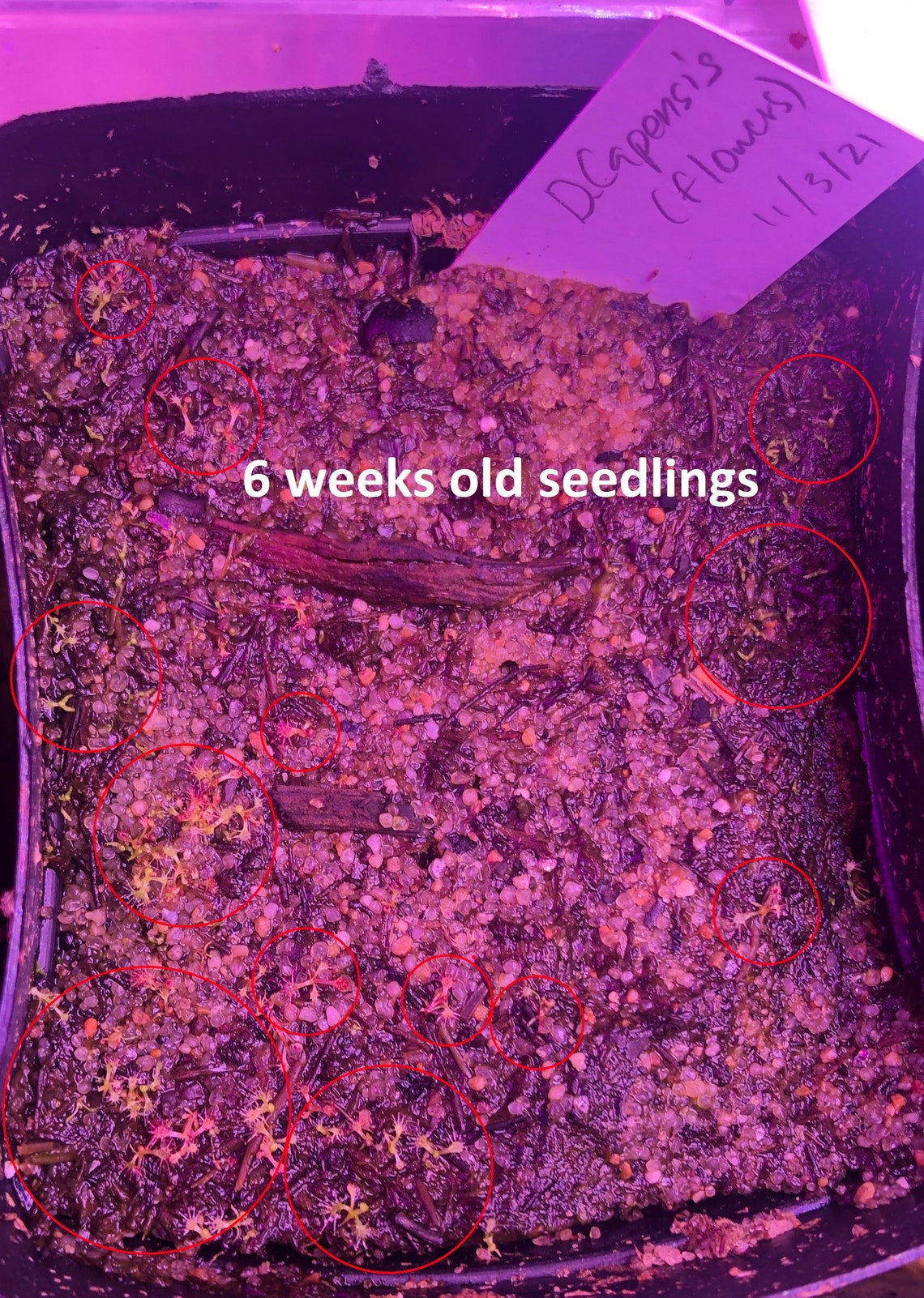 50 DROSERA Capensis Cape Sundew Seeds FRESH Harvest Open Etsy