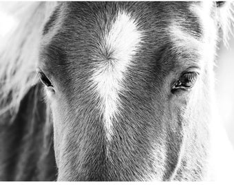 Black & White Horse Closeup Photo Print or Canvas Wall Art | Equine Photography | Country Decor | Farmhouse Wall Art
