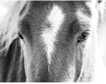 May include: A close-up black and white photograph of a horse's face. The horse has a white star on its forehead and its eye is visible.