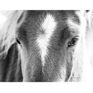 Black & White Horse Closeup Photo Print or Canvas Wall Art | Equine Photography | Country Decor | Farmhouse Wall Art