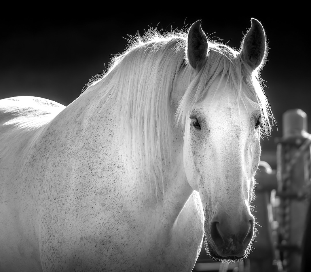 Horse Photography Print Black White White Horse Photo Print Or horse-photography-print-black-white-white-horse-photo-print-or