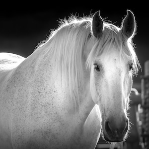 Horse Photography Print Black & White | White Horse Photo Print or Canvas Wall Art | Horse Wall Art | Modern Farmhouse Wall Art