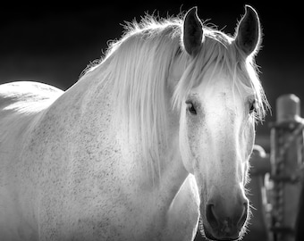 Horse Photography Print Black & White | White Horse Photo Print or Canvas Wall Art | Horse Wall Art | Modern Farmhouse Wall Art
