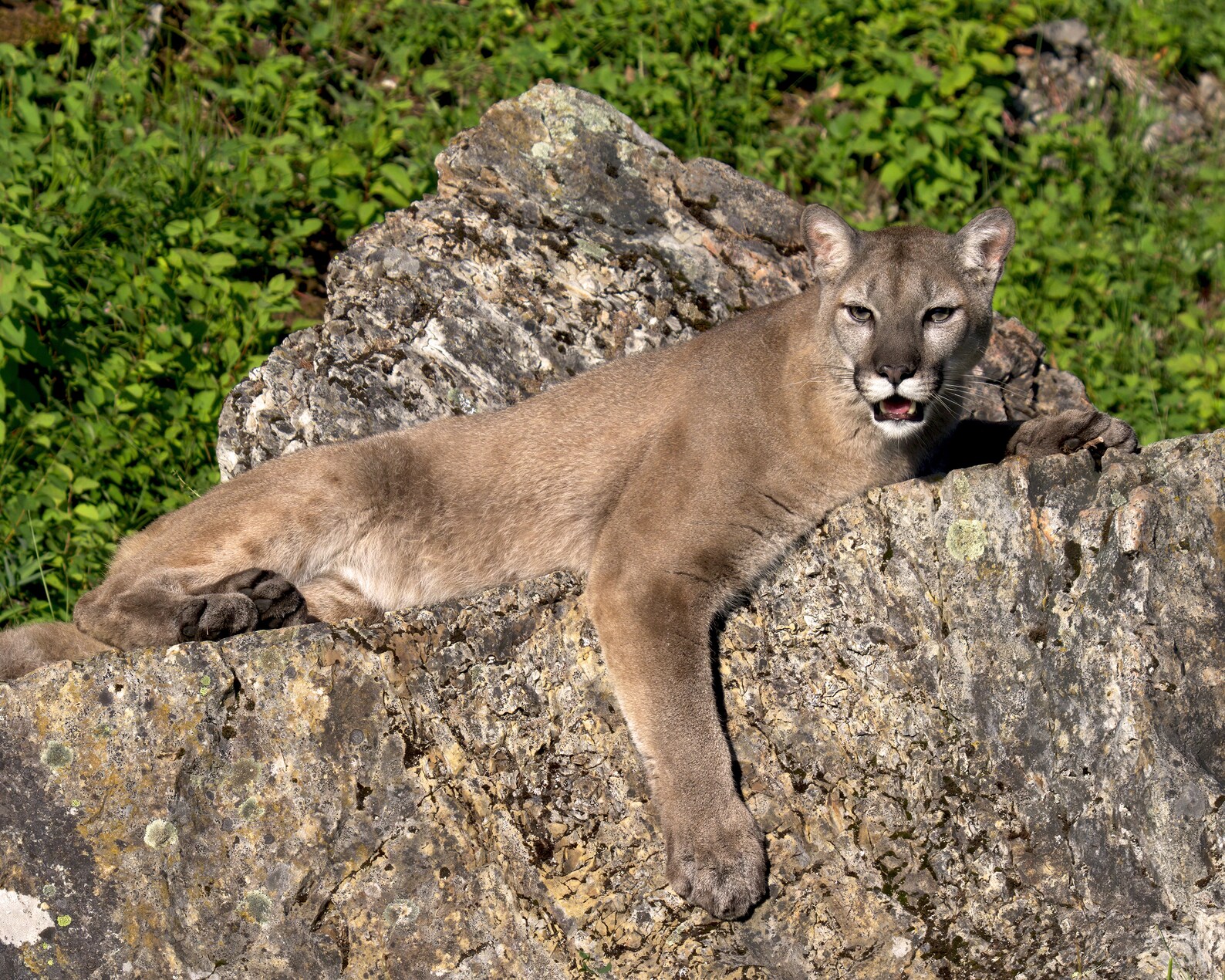 Cougar Photograph Cougar Laying on Rock Photo or Canvas Etsy Nederland