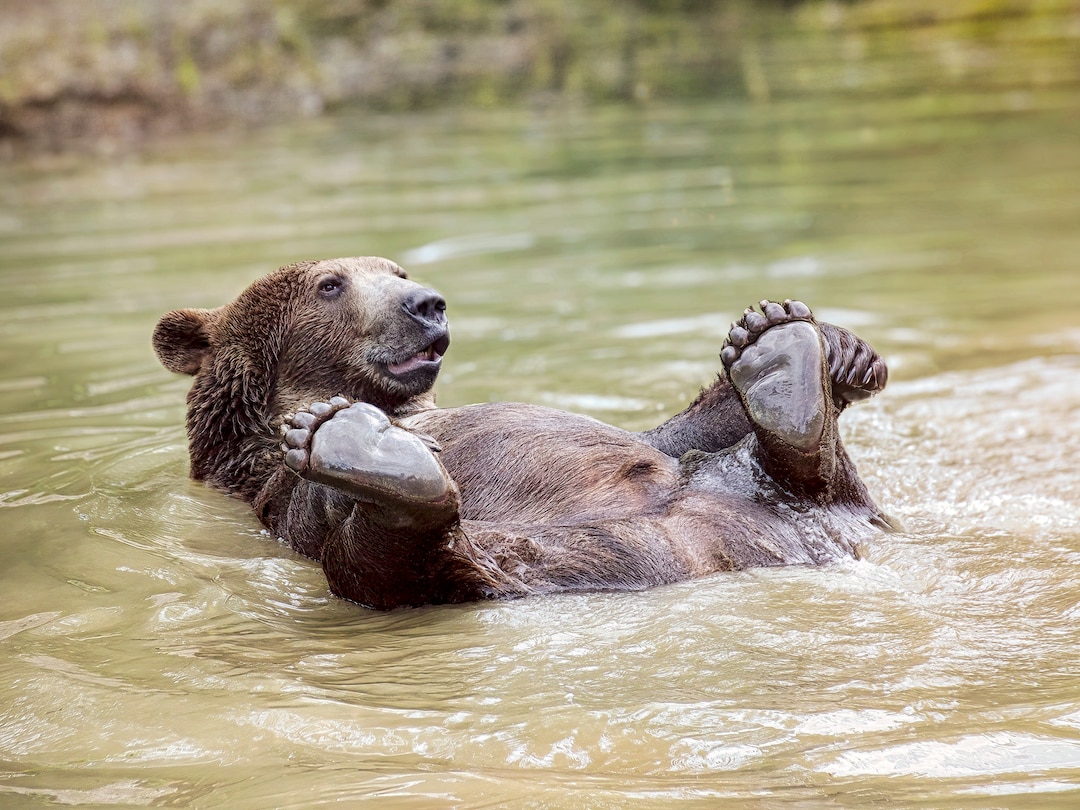 Grizzly Photograph, Grizzly Bear Playing in Water Photo or Canvas