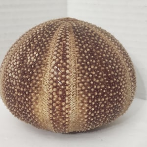 May include: A round, dried sea urchin test with a textured, bumpy surface. The shell features a radial pattern of alternating light beige and dark brown vertical bands, with small, evenly spaced pores covering the entire exterior surface.