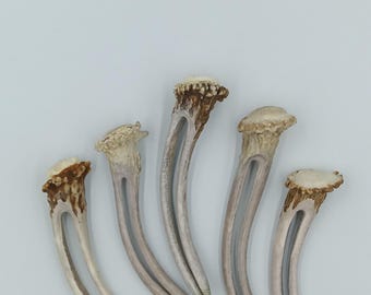 Natural Antler Hair Fork Burr ends