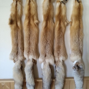 Fox Professionally Tanned Pelt/ Wallhanger