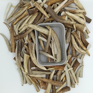 Deer Antler Tips: Assorted Sizes (3-7 inch)