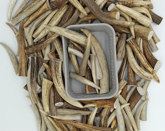 May include: A large pile of natural antler sheds in various sizes and shades of brown and white. The antlers are arranged in a random pattern, with some antlers overlapping others. The antlers are in a white container with a gray lid.