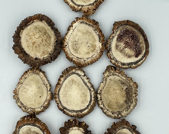 May include: Ten individual antler slices arranged in a grid pattern. Each piece features a rough, dark brown outer bark edge surrounding a smooth, cream-colored, porous interior core. The shapes are irregular, varying from circular to oval.
