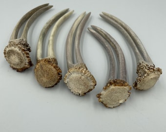 May include: Five individual deer antler spikes arranged in a row. Each piece features a curved, light brown to grey horn with a textured, circular base where it attaches to the skull. The surfaces show natural variations in color and texture.