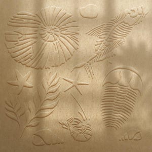 May include: A beige-colored surface features embossed images of various fossils, including an ammonite, starfish, fish skeleton, trilobite, and other marine life. The detailed relief work creates a textured, tactile appearance, evoking a sense of ancient history and natural science.