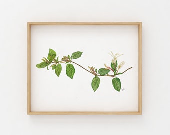 Honey Suckle Illustration | Botanical Print | Wall Art Print | Kitchen Decor | Watercolor Botanical | Watercolor Print | Floral