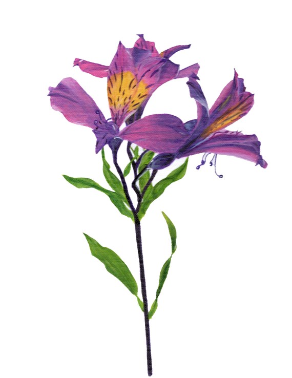 Original Painting Alstroemeria Flower