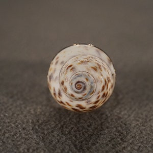 Vintage Band Ring Sterling Silver Raised Relief Dimensional Genuine Sea Shell Single Stone Setting Artist Classic Collectable, Size 8 image 1