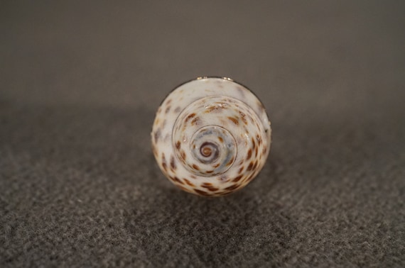 Vintage Band Ring Sterling Silver Raised Relief Dimensional Genuine Sea Shell Single Stone Setting Artist Classic Collectable, Size 8