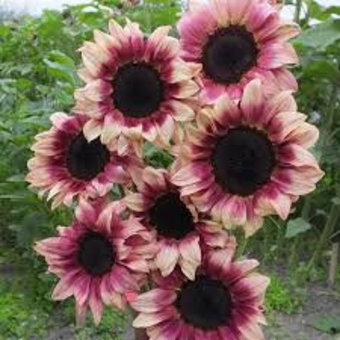 PINKISH PROCUT SUNFLOWER/ Helianthus Procut Plum/ Beautiful Etsy Canada