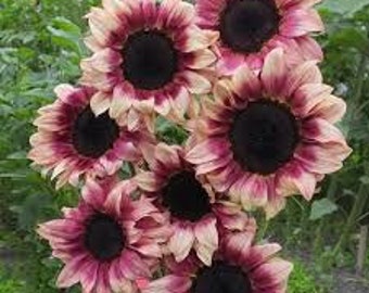 PINKISH PROCUT SUNFLOWER/ Helianthus Procut Plum/ Beautiful Pink Sunflower Seeds 10/ Pack/ Organic Flower Seeds