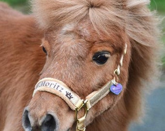 Halter Mini Shetty « Star Shine » or personnalisable licol de cheval taille Mini Shetty paillettes dorées