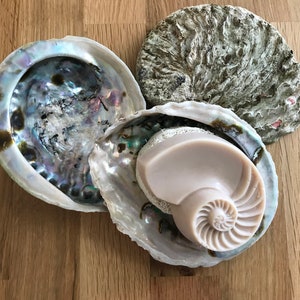 Könnte beinhalten: Eine hellrosa Seifenstange in Form einer Nautilus-Schale, die in einer weißen Abalone-Schale liegt. Die Schale liegt auf einer Holzoberfläche.