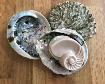 Abalone schelp als zeepbakje