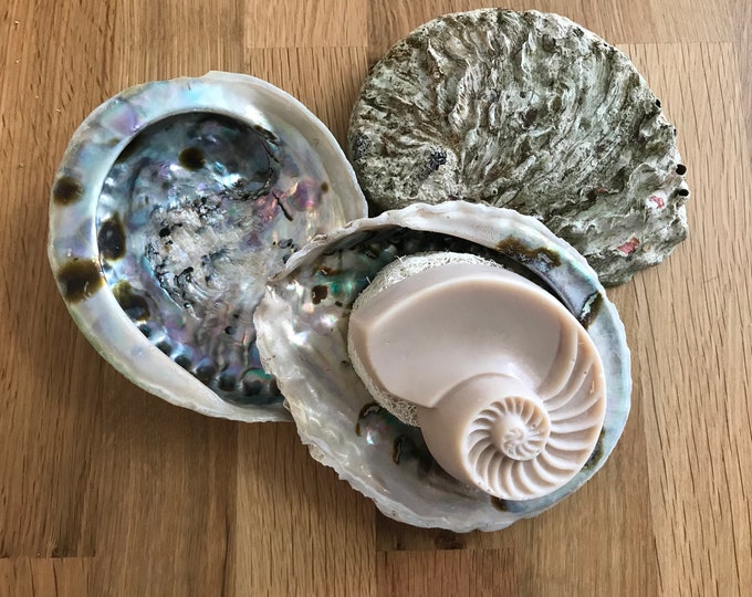 Abalone shell as a soap dish