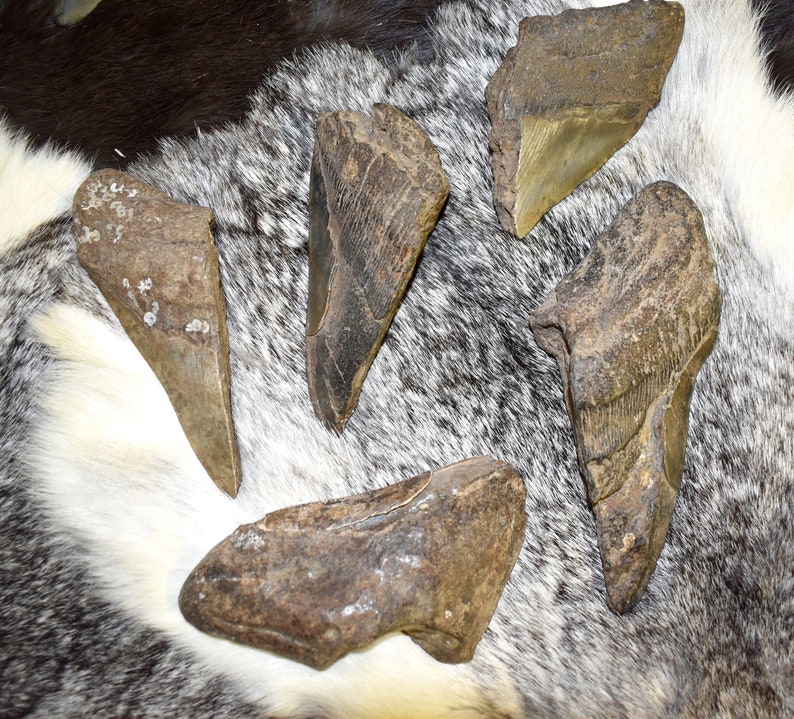 Fossilized Megalodon Teeth3 to 6 Inches Tall