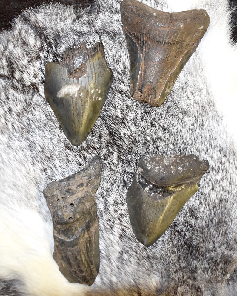 Fossilized Megalodon Teeth3 to 6 Inches Tall