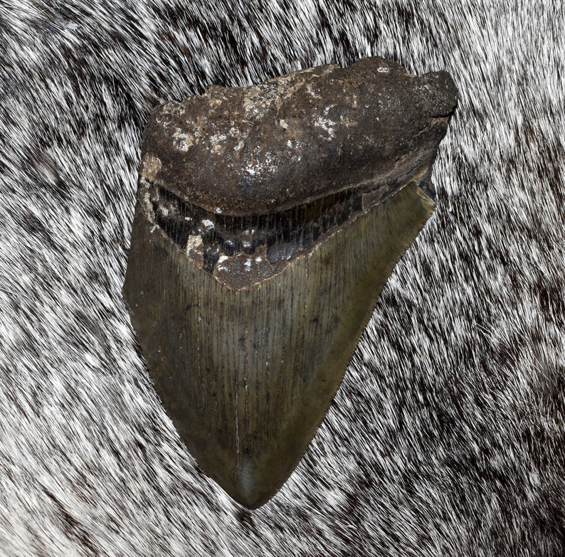 Fossilized Megalodon Teeth3 to 6 Inches Tall