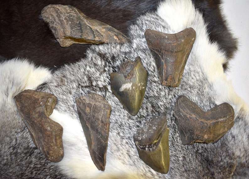 Fossilized Megalodon Teeth3 to 6 Inches Tall