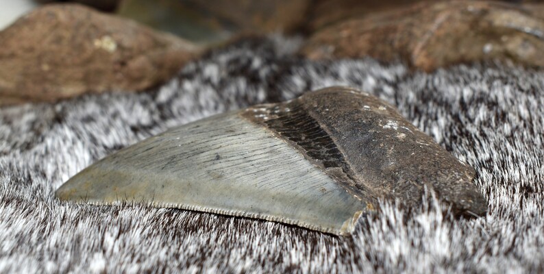 Fossilized Megalodon Teeth3 to 6 Inches Tall